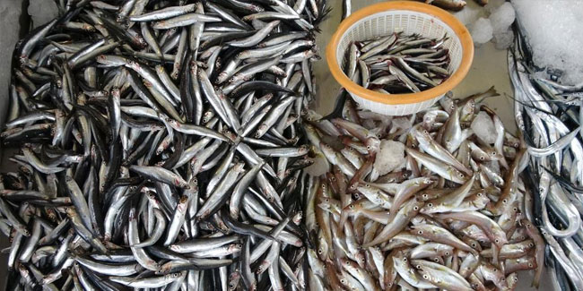 Tezgâhlarda balık çeşitliliği arttı