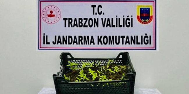 Trabzon'da uyuşurucu operasyonu