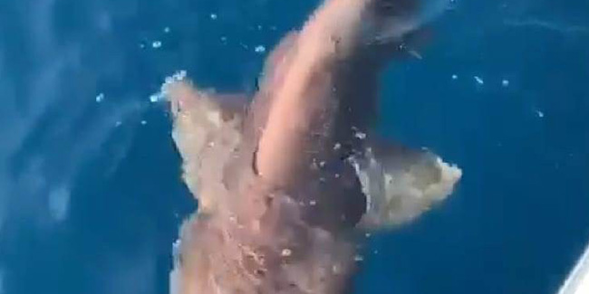 2 metre boyunda köpek balığı yakalandı 
