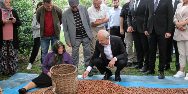 Kemal Kılıçdaroğlu, üreticilerle fındık seçti
