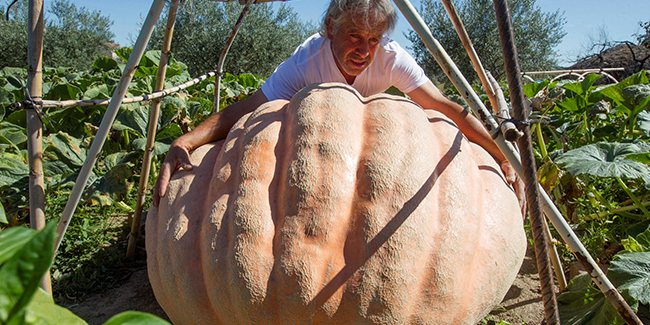 İspanyol çiftçi 215 kiloluk dev kabak yetiştirdi 