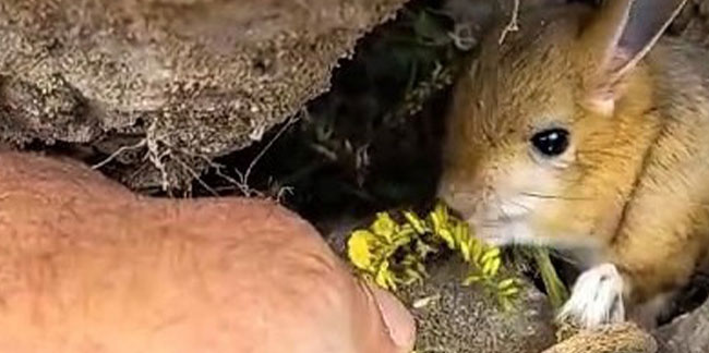 Gümüşhane'de Arap tavşanını önce kurtardı sonra elleriyle besledi