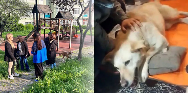 Üsküdar'da sokak köpeğine silahlı saldırı