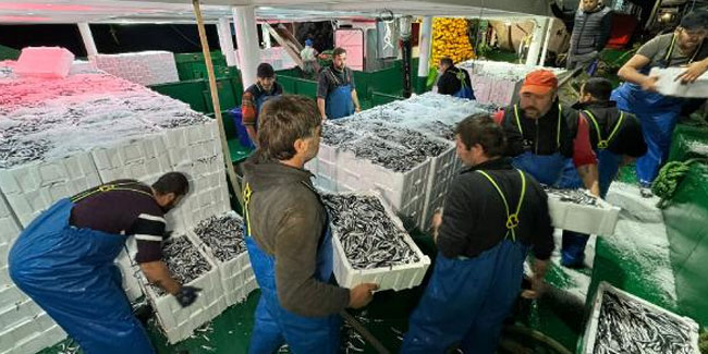 Bartın'da balıkçılar, 300 ton hamsiyle döndü