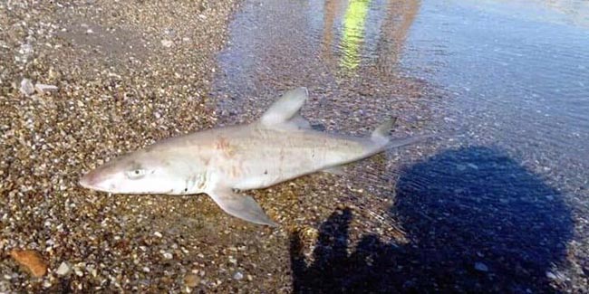 Bodrum'da sahile ölü köpek balığı vurdu