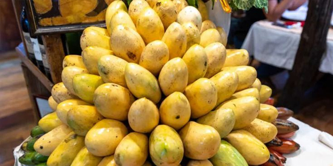 Altın yumurtlayan meyve mangonun faydaları
