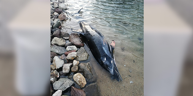 Bodrum'da sahile vuran ölü yunus balığı ekipelri harekete geçirdi