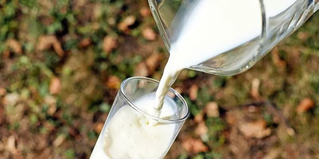 Tam yağlı süt içmek çocuklarda obezite riskini yüzde 40 azaltıyor