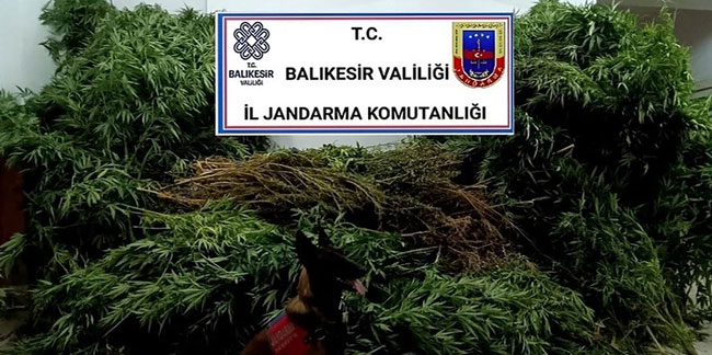 Balıkesir'de jandarma ekiplerinden uyuşturucu operasyonu!