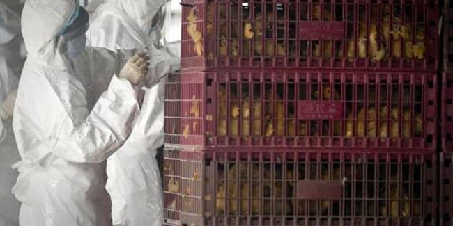 Çin'de yeni salgın! 17 bin hayvan itlaf edildi