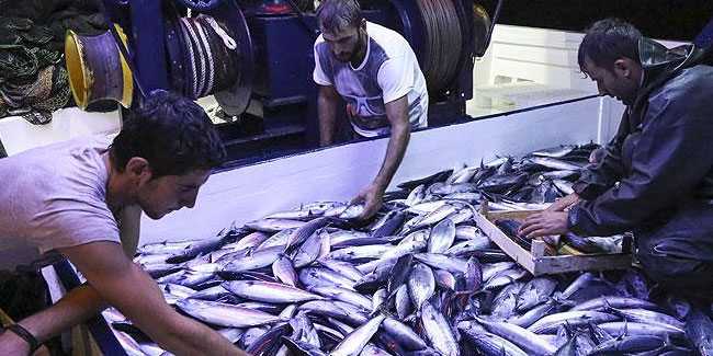 Balıkçılar yeni sezonda palamut, bolluğu bekliyor