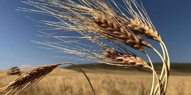 Buğday fiyatları artışta! Ucuz buğday hayal artık (Güncel buğday arpa fiyatı)