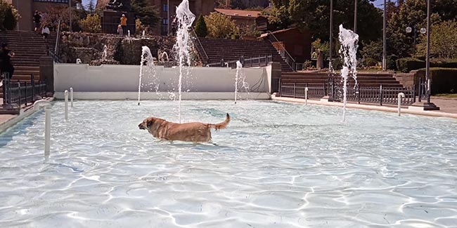 Sıcak havadan bunalan köpek çareyi bakın nasıl buldu