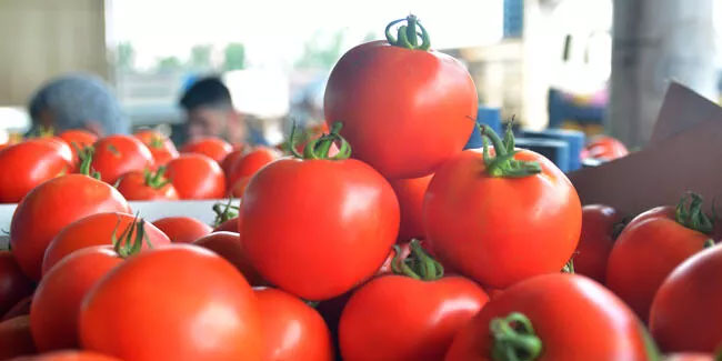 Halde kilosu 4 lira olan domates markette 14 lira