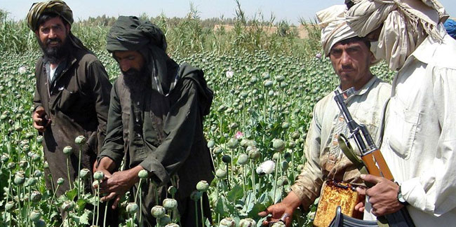 Afganistan’daki Taliban yönetiminden uyuşturucu hamlesi