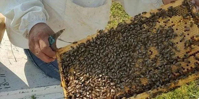 2022 yılı arı fiyatları belirlendi