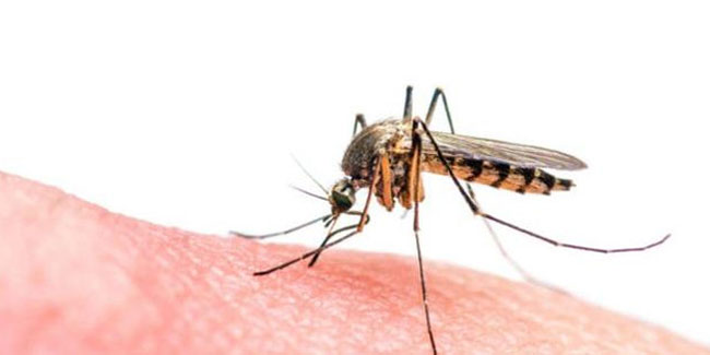 Korkutan sivrisinek açıklaması: Taşıdıkları sadece koronavirüs değil!