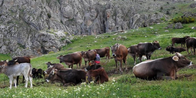 40 bin TL maaşla çoban bulunmuyor: Köylüler nöbetleşiyor