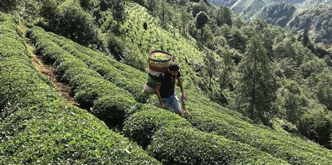 ÇAYKUR üreticiden 735 bin ton yaş çay aldı