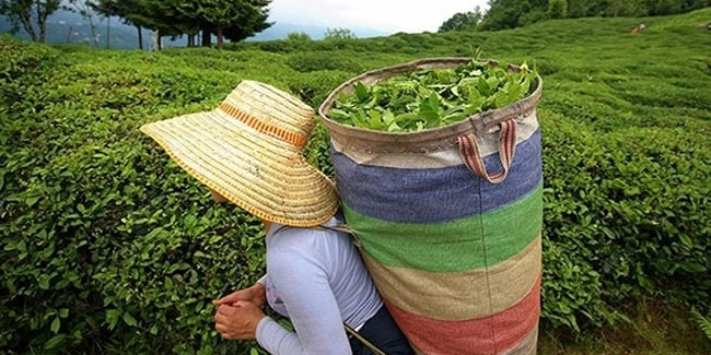 Çay bedeli ödemeleri 29 Eylül’de başlıyor