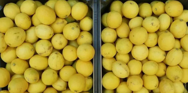 Limon tarlada 3, markette 24 TL