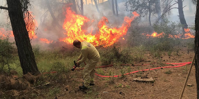 Edirne’de orman yangını başladı, müdahale ediliyor