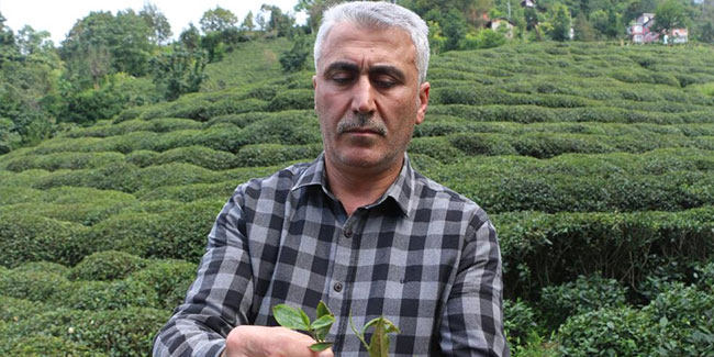 Çay üreticilerinden 'çayda budama' işlemine tepki