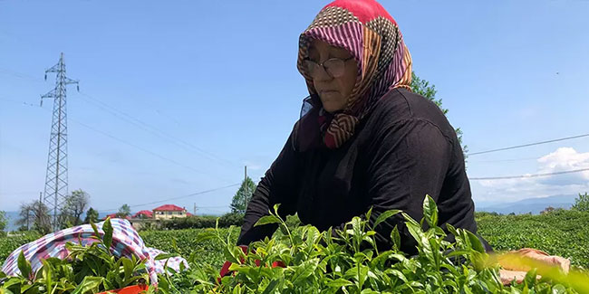 Rize'de çay üreticileri bahçelere girmeye başladı