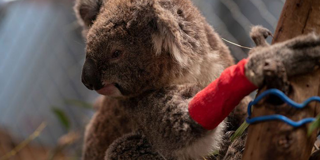 Avustralya'daki koalalar bu kez kereste için öldürüldü