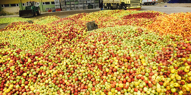 Eğirdir’de ıskarta elmanın kilosu 65 kuruştan alınıyor
