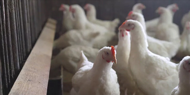 Güney Kore'de kuş gribi alarmı: Yarım milyon tavuk itlaf edilecek