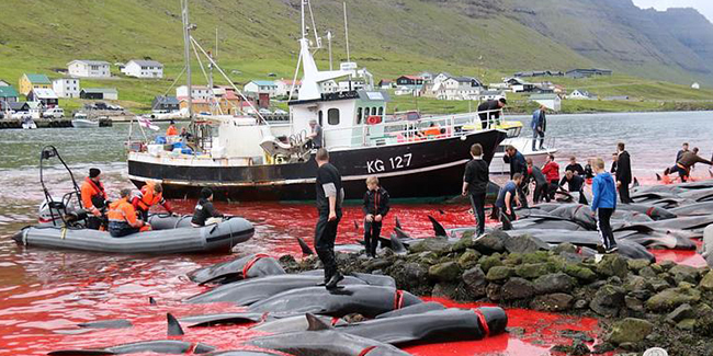 Danimarka'da yine balina katliamı