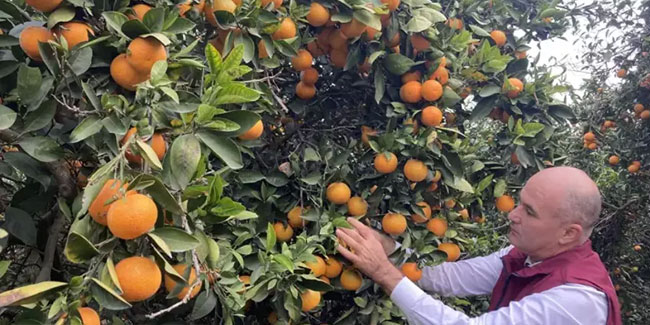 Doğu Akdeniz'de portakal hasadı başladı