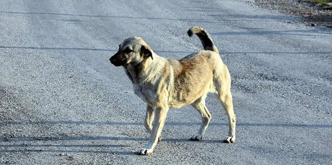 İstanbul Valiliği'nden sokak köpekleri için karar