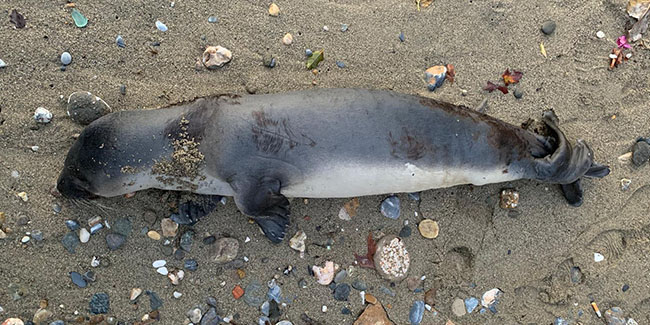 Alanya’da sahile ölü yavru Akdeniz foku vurdu