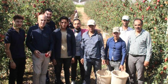 Karaman’da 55 gün sürecek olan elma hasadı başladı