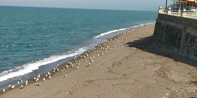 Karadeniz’de sahiller martılara kaldı