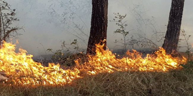 Azerbaycan’ın Lerik ilinde orman yangını