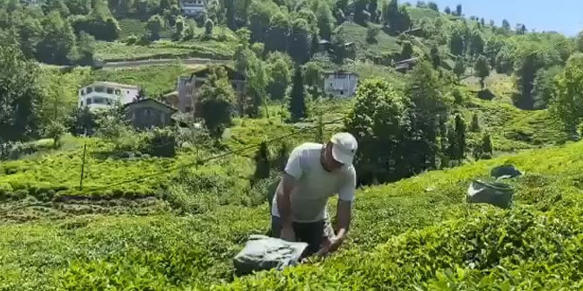 Rizeli çay üreticisinden Selçuk Bayraktar'a ilginç çağrı