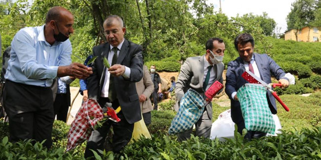 Artvin Valisi Doruk, çay bahçesine girdi çay topladı