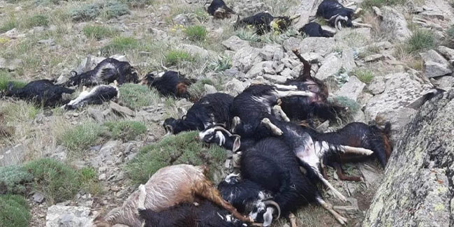 Keçi sürüsüne yıldırım düştü: 51 keçi telef oldu
