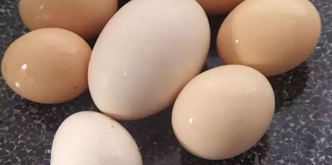 Yumurta üreticilerine soruşturma! 12 firmaya para cezası istemi