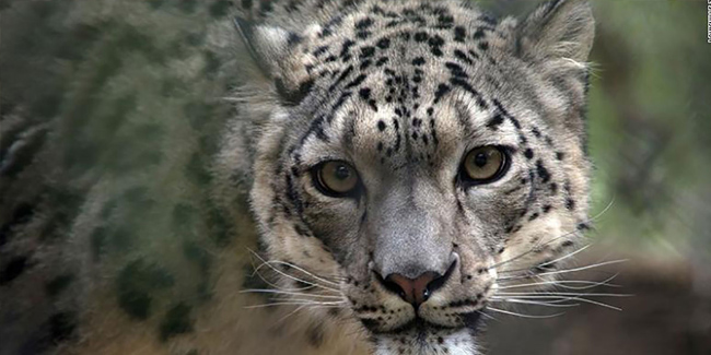 ABD’de üç kar leoparı koronadan öldü
