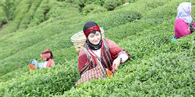 Rize'de örnek çay bahçeleri turizme katkı sağlıyor