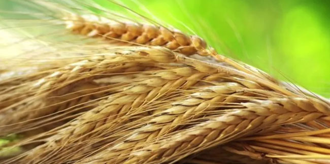 Tarım bitti böyle oldu! Türkiye 335 bin ton buğday ithal edecek