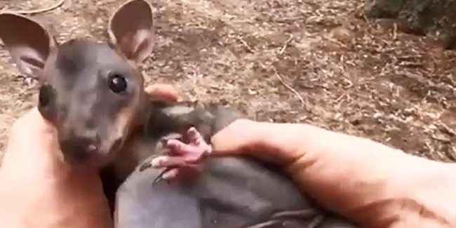 Yavru kanguru yangından böyle kurtarıldı