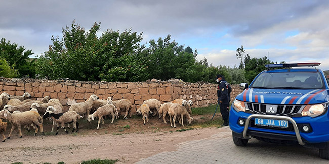 Kaybolan koyunları jandarma ekipleri buldu
