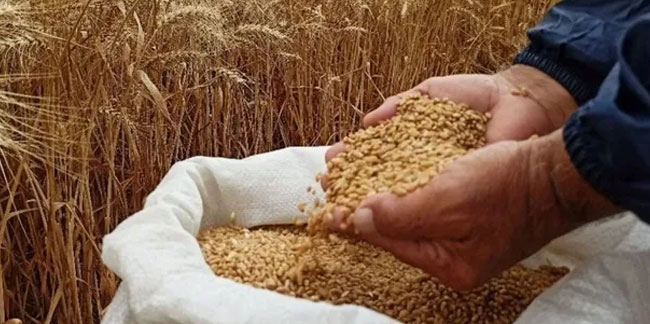 Ekmeklik buğday fiyatı rekor kırdı