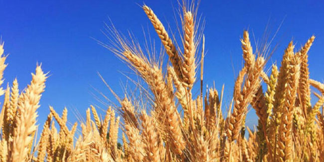 Erdoğan TMO'nun buğday ve arpa alım fiyatını açıkladı!
