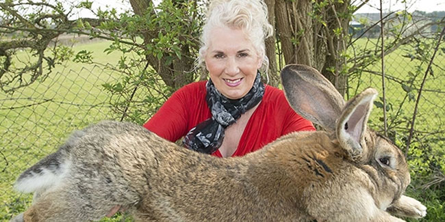 Dünyanın en büyük tavşanı kaçırıldı! Bulana 11 bin TL'lik ödül